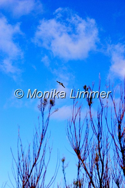 8209_blauer himmel_busch u moeve.jpg